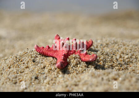 Stella di mare su una spiaggia di sabbia. Starfish su una riva del mare. Foto Stock
