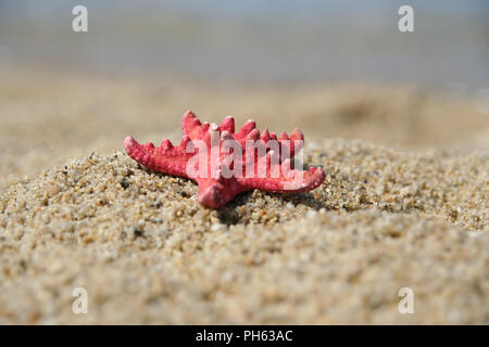 Stella di mare su una spiaggia di sabbia. Starfish su una riva del mare. Foto Stock