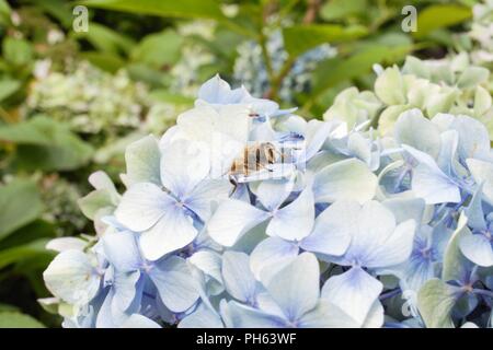 Marwood Hill Gardens, Barnstaple. Foto Stock