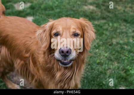 Golddn Retriever con bellissime, morbido rivestimento rosso. 3/4 ritratto di una molto buona Cerchi cane., guardando il fotocamera. Foto Stock