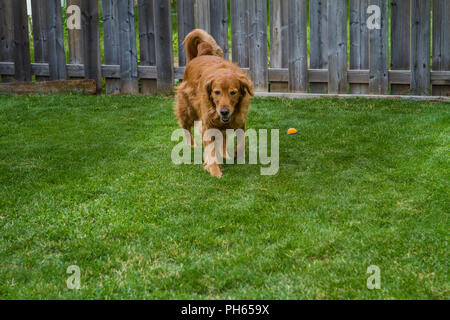 Golddn Retriever con bellissime, morbido rivestimento rosso. 3/4 ritratto di una molto buona Cerchi cane, correndo verso la telecamera. Foto Stock