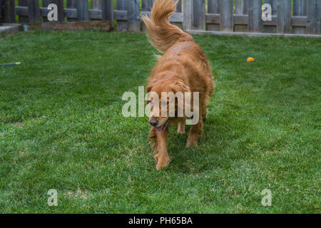 Golddn Retriever con bellissime, morbido rivestimento rosso. 3/4 ritratto di una molto buona Cerchi cane, correndo verso la telecamera. Foto Stock
