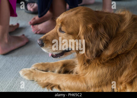 Golddn Retriever con bellissime, morbido rivestimento rosso. 3/4 ritratto di una molto buona Cerchi cane. Foto Stock
