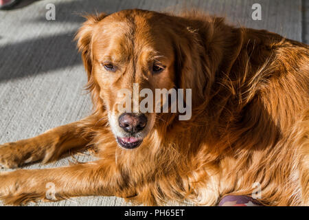 Golddn Retriever con bellissime, morbido rivestimento rosso. 3/4 ritratto di una molto buona Cerchi cane, che stabilisce e guardando la fotocamera Foto Stock