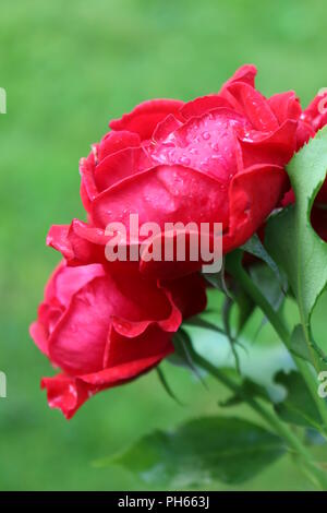 Le gocce di pioggia sulla vibrante rose rosse Foto Stock