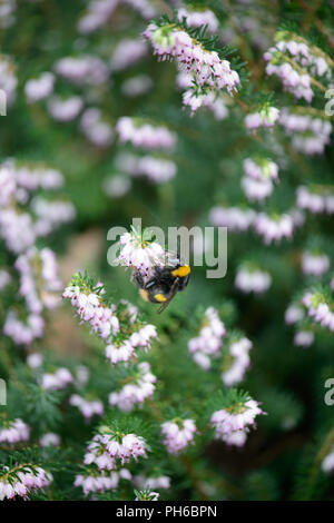 Erica x darleyenis Darley Dale con un'ape Foto Stock