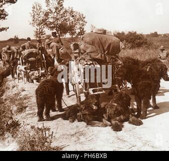 I cani di alimentazione, C1914-c1918. Artista: sconosciuto. Foto Stock