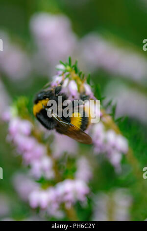 Erica x darleyenis Darley Dale con un'ape Foto Stock