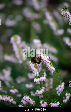 Erica x darleyenis Darley Dale con un'ape Foto Stock