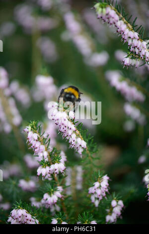 Erica x darleyenis Darley Dale con un'ape Foto Stock