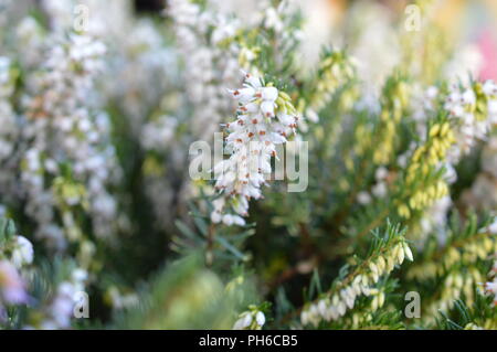 Erica x darleysnis perfezione bianco Foto Stock