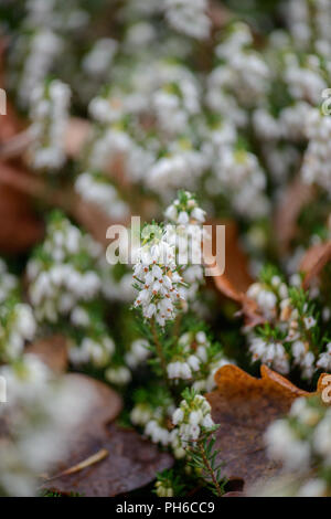 Erica x darleysnis perfezione bianco Foto Stock