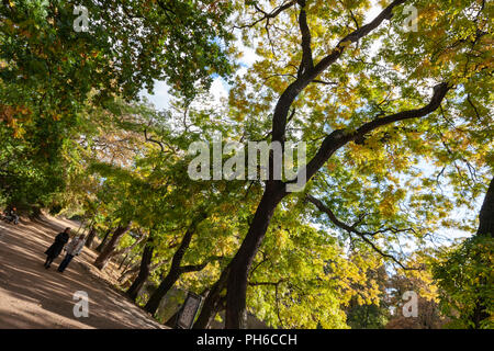 La gente camminare lungo l'autunno alberi in università di Copenhagen Giardino Botanico, Copenhagen, Danimarca. Foto Stock