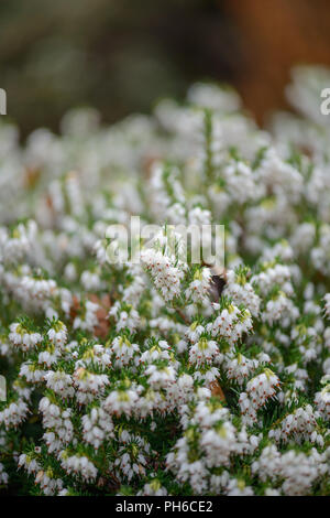 Erica x darleysnis perfezione bianco Foto Stock