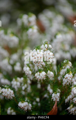 Erica x darleysnis perfezione bianco Foto Stock