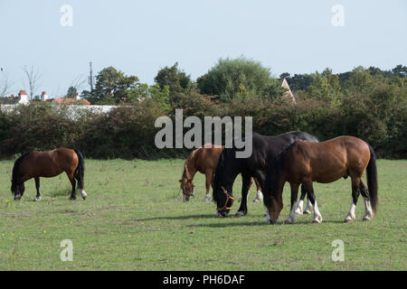 Cavalli al pascolo in un campo di Iver Heath, Buckinghamshire, UK Foto Stock