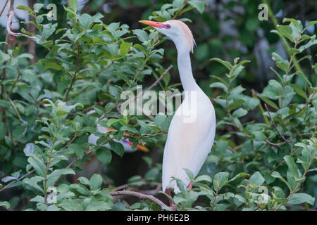 Airone guardabuoi (Bubulcus ibis), il lago Nzerakera, fiume Rufiji, Tanzania Africa orientale Foto Stock