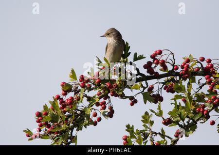 Spotted flycatcher (Muscicapa striata) uccello appollaiato in un albero di biancospino con bacche rosse in Hampshire, Regno Unito Foto Stock