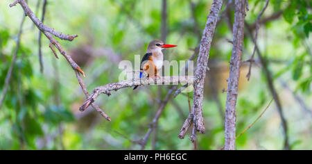 A testa grigia kingfisher, Halcyon leucocephala, Tanzania Africa orientale Foto Stock