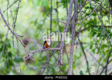 A testa grigia kingfisher, Halcyon leucocephala, Tanzania Africa orientale Foto Stock