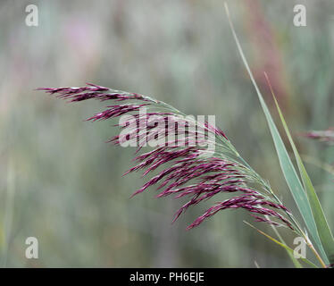 Una chiusura di un comune fiore reed levetta catturare il suggestivo colore rosso intenso dei fiori Foto Stock