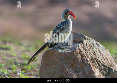 Rosso-fatturati Hornbill (Tockus erythrorhynchus), Tanzania Africa orientale Foto Stock