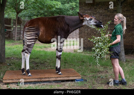 Londra, Regno Unito. Il 23 agosto 2018. Animali annuale pesare e misurare per registrare statistiche vitali allo Zoo di Londra. Credito: Guy Corbishley Foto Stock