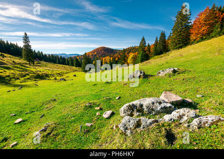 Bella mattina in montagna. bosco misto in autunno colori sulla collina. le rocce su un prato erboso Foto Stock