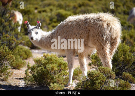Llamas pascolare negli altopiani delle Ande, vicino a Tupiza, Bolivia, Sud America Foto Stock
