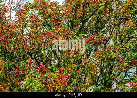 Frutti di bosco invernale per gli uccelli - migliaia di bacche rosse su alberi di biancospino Foto Stock