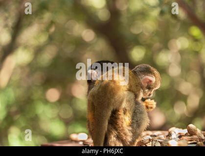 Saimiri, Scimmia di scoiattolo con prole nella struttura ad albero Foto Stock