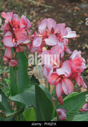 Di un bel colore rosa Gladiolus close up Foto Stock