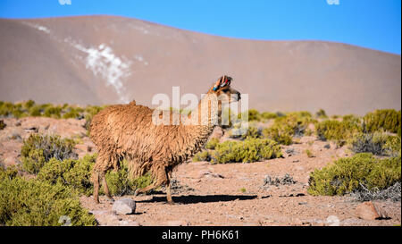 Un gruppo di maggiore Rhea / Nandu (Rhea americana) pascolare su Altiplano, nell'Eduardo Avaroa riserva nazionale, Uyuni, Bolivia Foto Stock