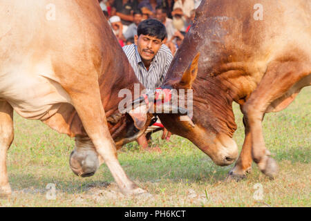 Bull tradizionale lotta in digholia,Khulna, Bangladesh Foto Stock