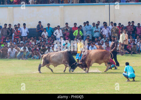 Bull tradizionale lotta in digholia,Khulna, Bangladesh Foto Stock