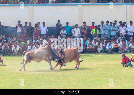 Bull tradizionale lotta in digholia,Khulna, Bangladesh Foto Stock