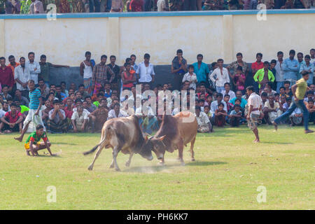 Bull tradizionale lotta in digholia,Khulna, Bangladesh Foto Stock