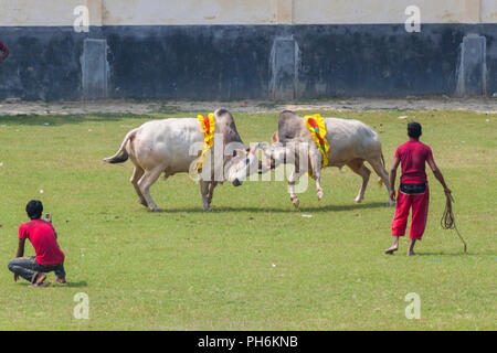 Bull tradizionale lotta in digholia,Khulna, Bangladesh Foto Stock