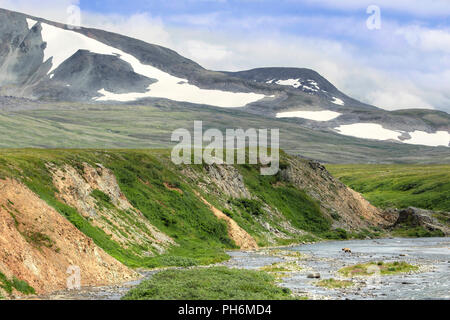 Colpo distanti di un orso bruno in un fiume in Alaska a caccia di salmone rosso Foto Stock