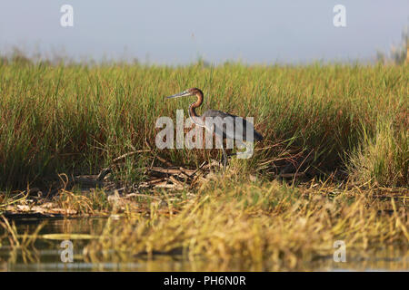 Un goliath heron a Baringo del lago parco nazionale del Kenya Foto Stock