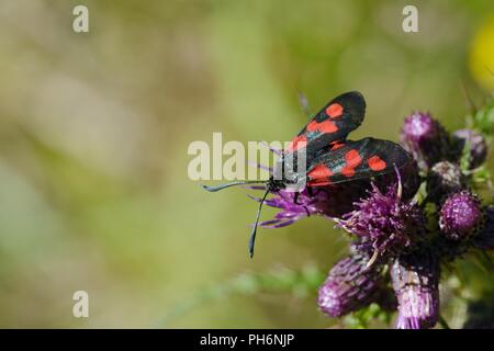 Cinque Spot Burnett, falena Zygaena trifolii, alimentazione su un fiore di cardo, Wales, Regno Unito. Foto Stock