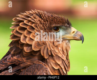 Snake Eagle ritratto Foto Stock