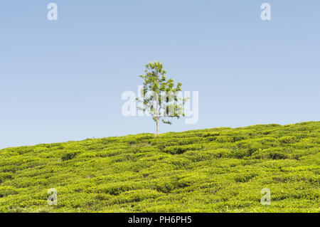 Tenuta di tè, Camellia sinensis, e un albero Foto Stock