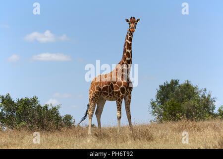 Masai girafe a samburu kenya Foto Stock