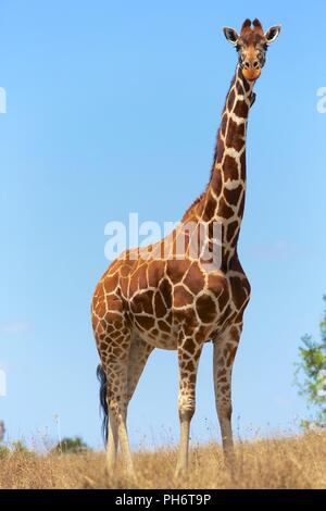 Beautilful masai girafe a samburu kenya Foto Stock