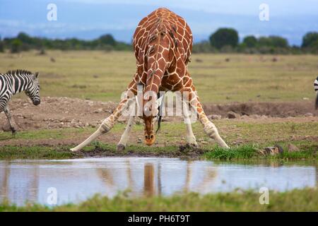 Masai girafe a waterhole samburu kenya Foto Stock