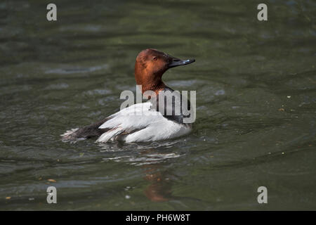 Destra di fronte a maschio adulto Pochard comune, Aythya ferina, nuoto. Foto Stock