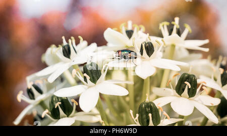 Close-up di un fly seduto sul fiore di un fiore bianco Foto Stock