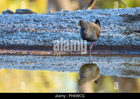 Nero-tailed Nativehen (Gallinula ventralis) Foto Stock