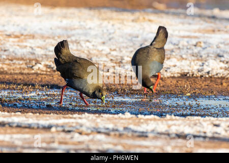 Nero-tailed Nativehen (Gallinula ventralis) Foto Stock